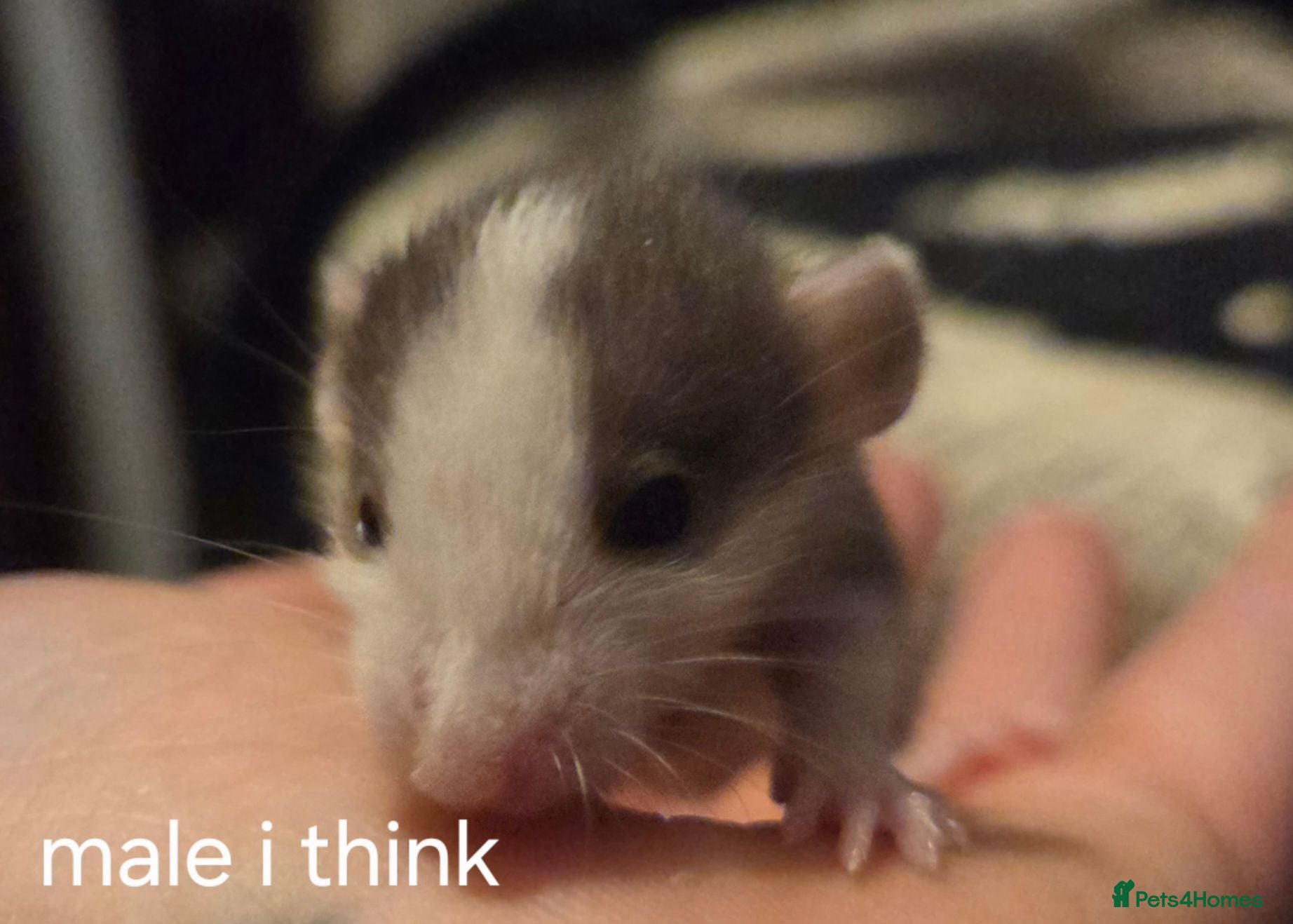 Rat rodents Baby rats dumbos, balds and fancy.  - Advert 14