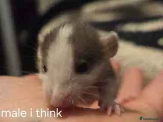 Rat rodents Baby rats dumbos, balds and fancy. - Advert 13