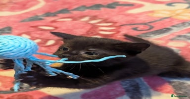 Mixed Breed cats - Advert 5
