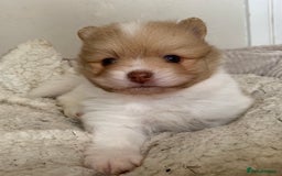 Pomeranian dogs for sale: Beautiful Pomeranian puppies ❤️ - Image 11