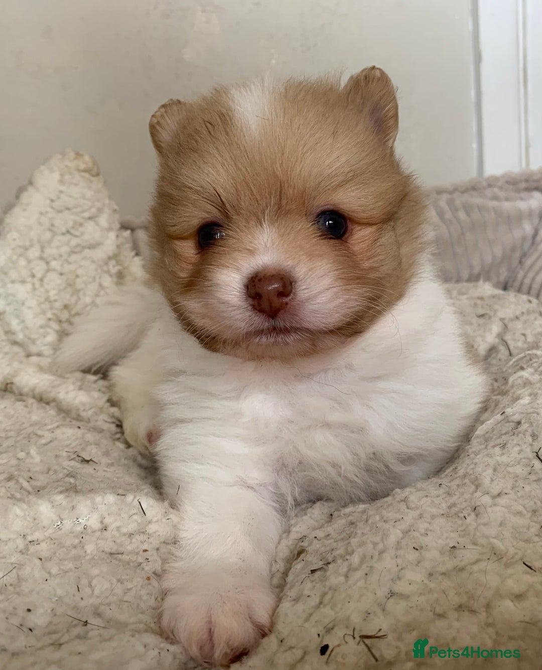 Pomeranian dogs for sale: Beautiful Pomeranian puppies ❤️ - Image 11