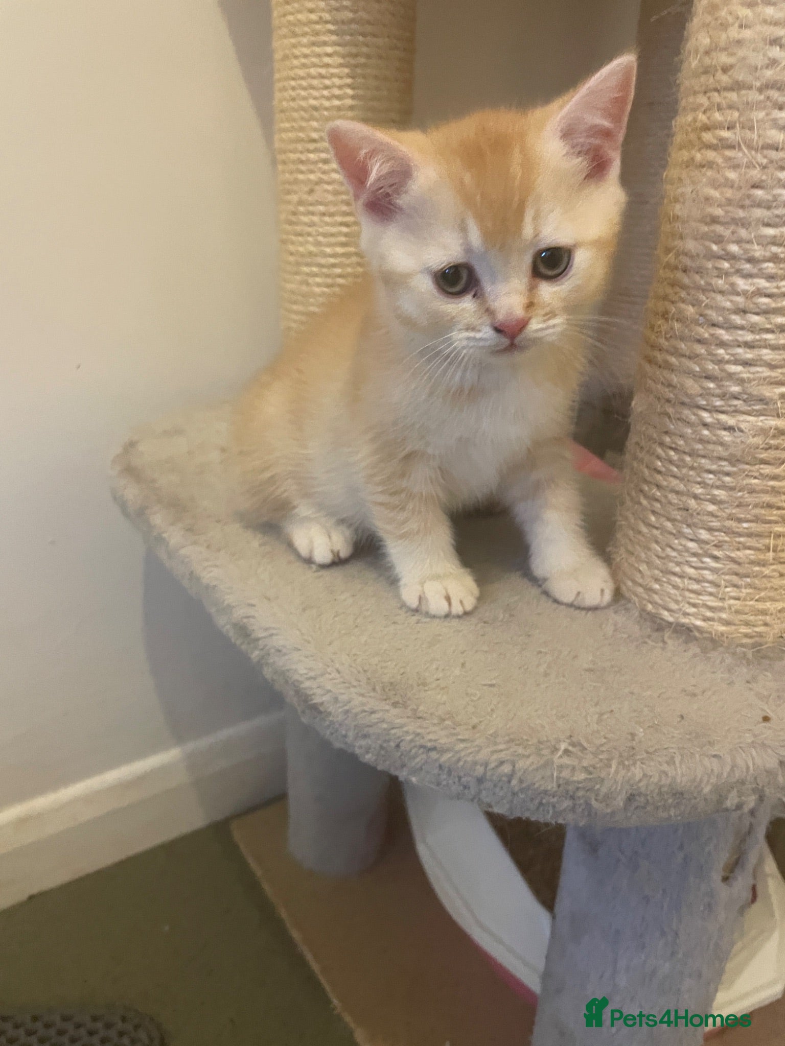 Scottish Fold cats The last Scottish Fold boy with straight ears. - Advert 16