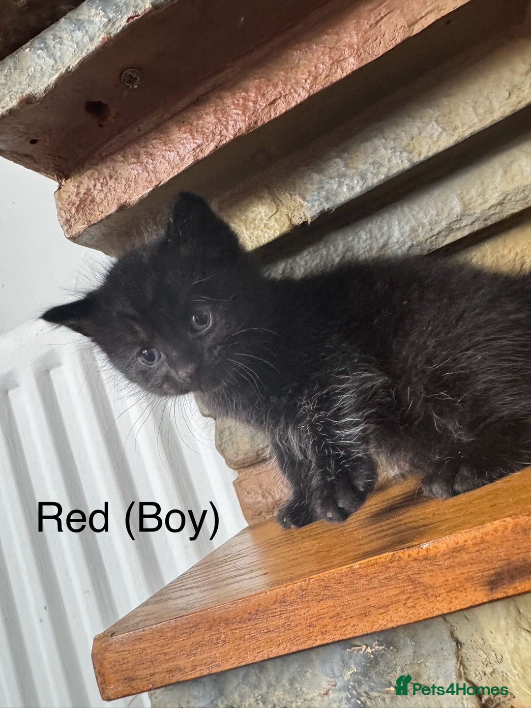 Mixed Breed cats for sale: Black mixed Kittens - Image 5