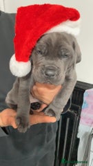 Cane Corso Puppy 4