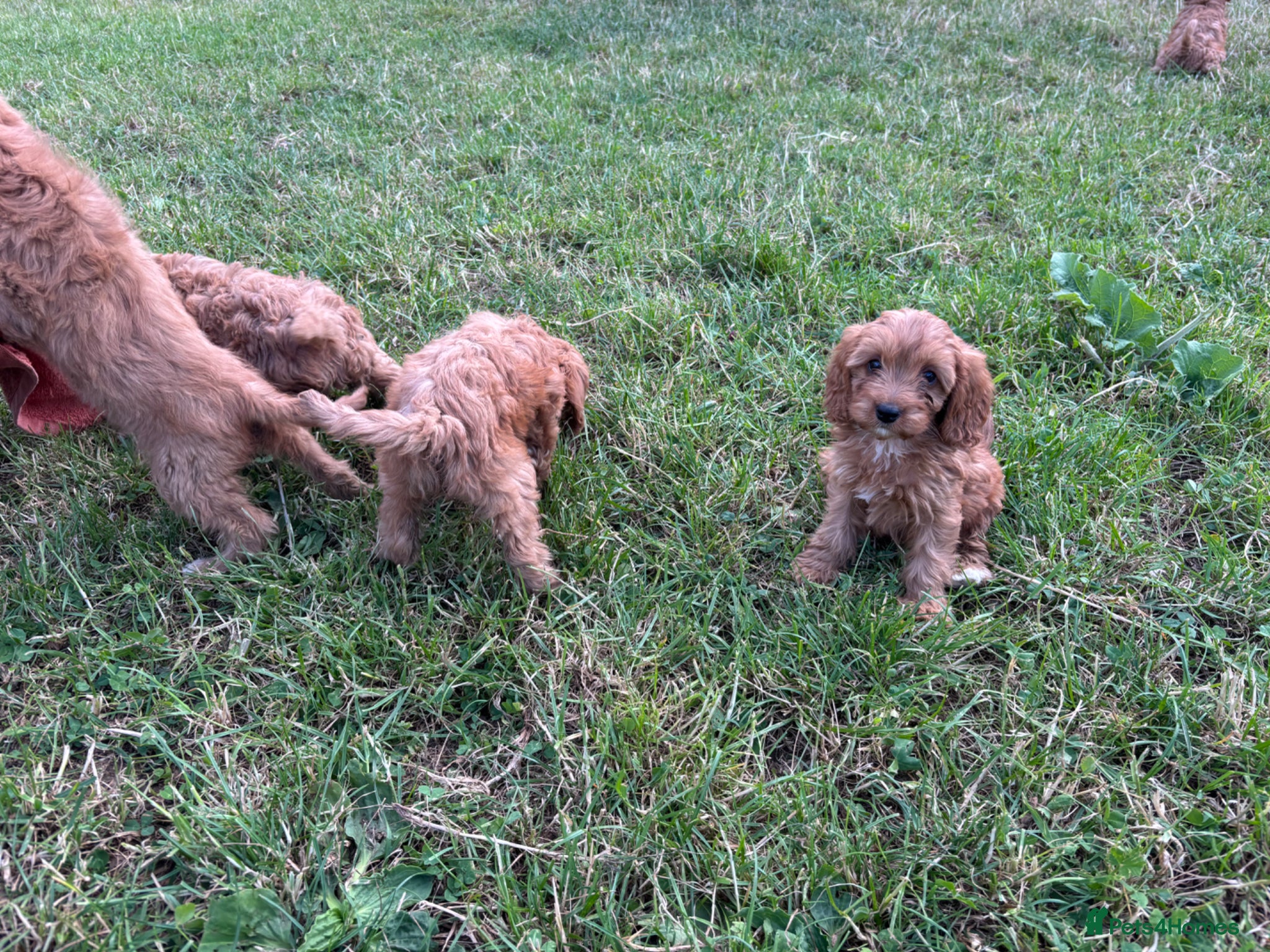 Cavapoo dogs for sale: Beautiful red girls and boys available  in Sittingbourne - Advert 13