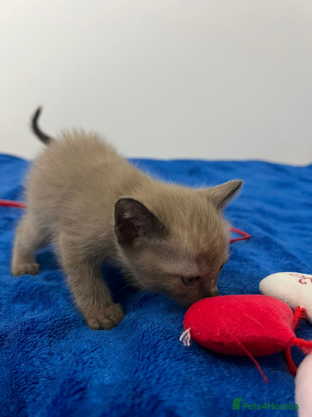 Mixed Breed cats for sale: Lovely Tonkinese(Burmese/Siamese) - Advert 4