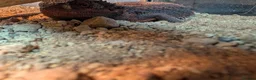 Bearded Dragon reptiles for sale: Red monster  - Advert 6