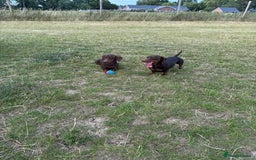 Miniature Dachshund dogs for sale: Two beautiful dachshunds need a new home! - Image 3