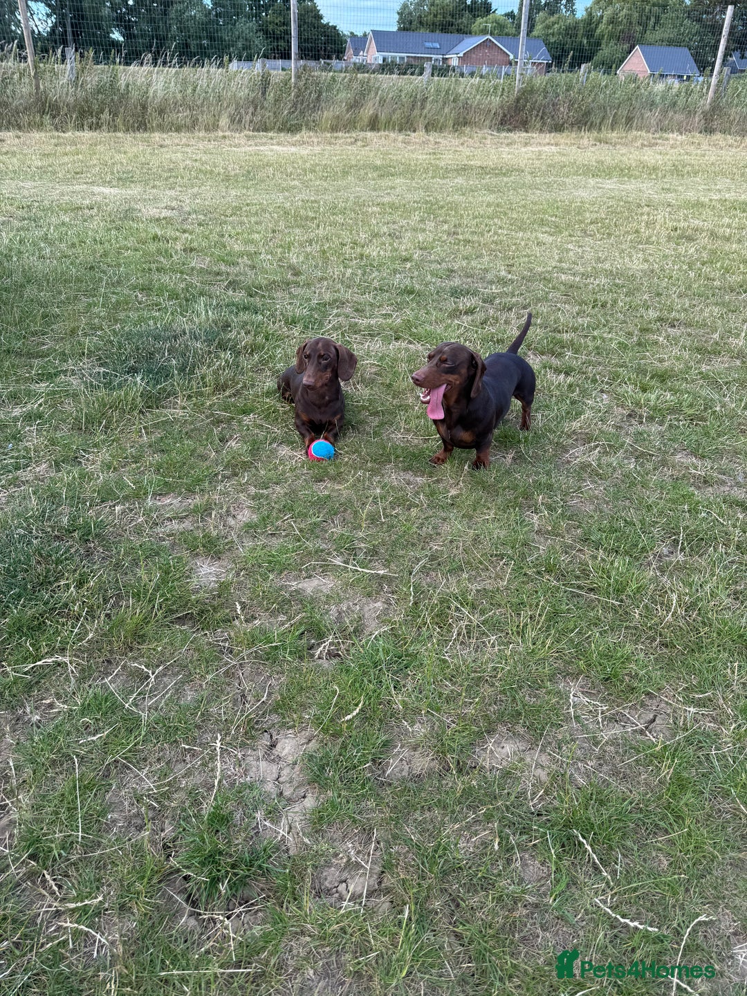 Miniature Dachshund dogs for sale: Two beautiful dachshunds need a new home! - Image 3