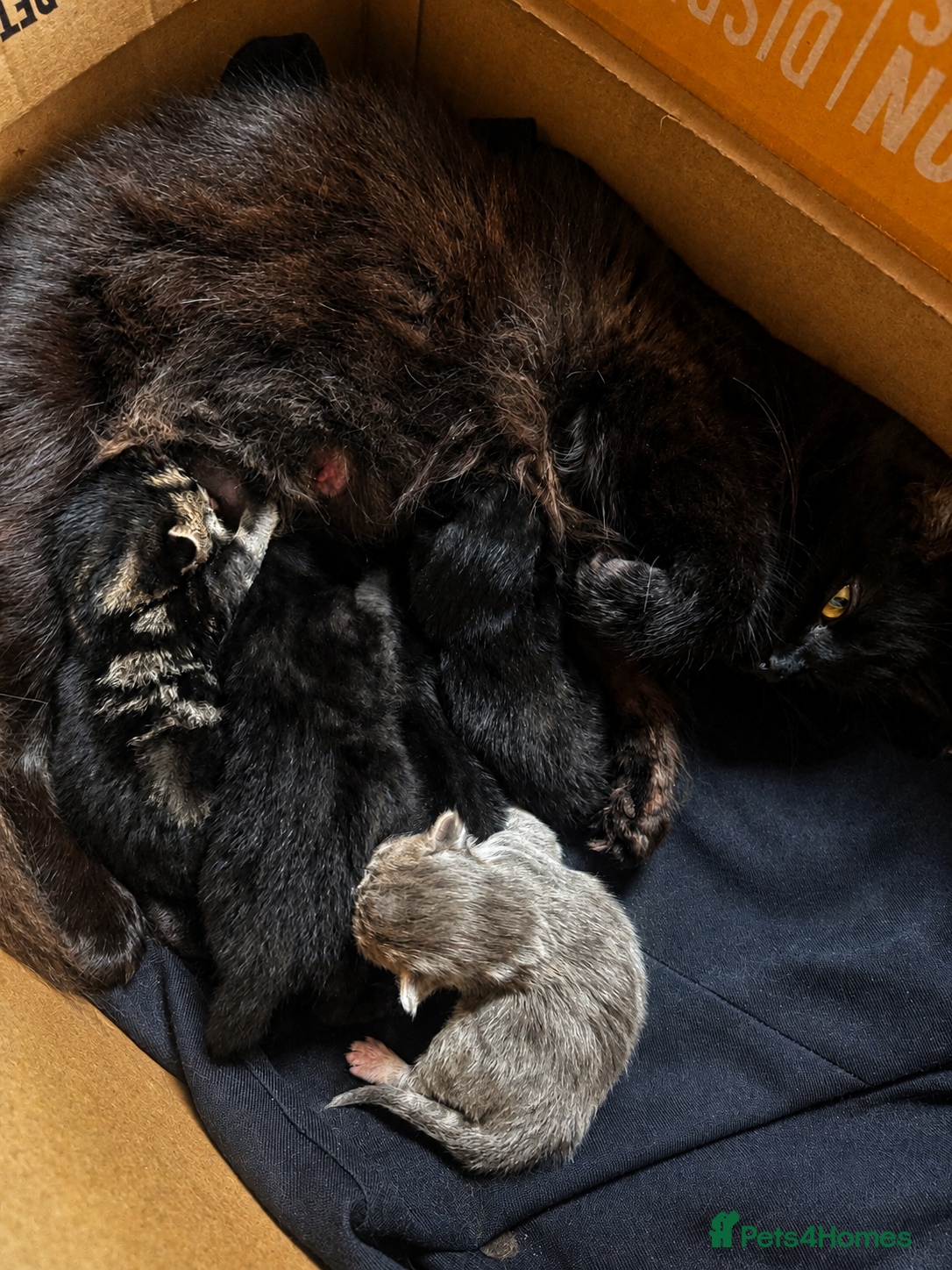 Mixed Breed cats Beautiful Fluffy Kittens Available to Reserve - Advert 1