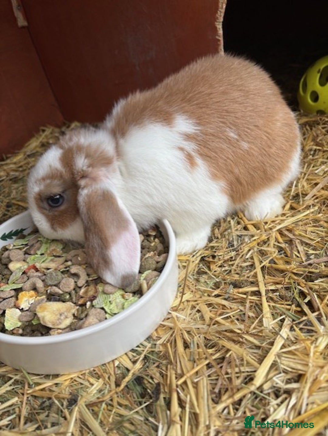 Mixed Breed rabbits for sale: Mini Lop X Netherland Dwarf - Advert 5