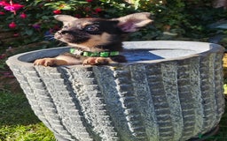 Pomchi dogs for sale: Six stunning pomchi puppies  - Image 4