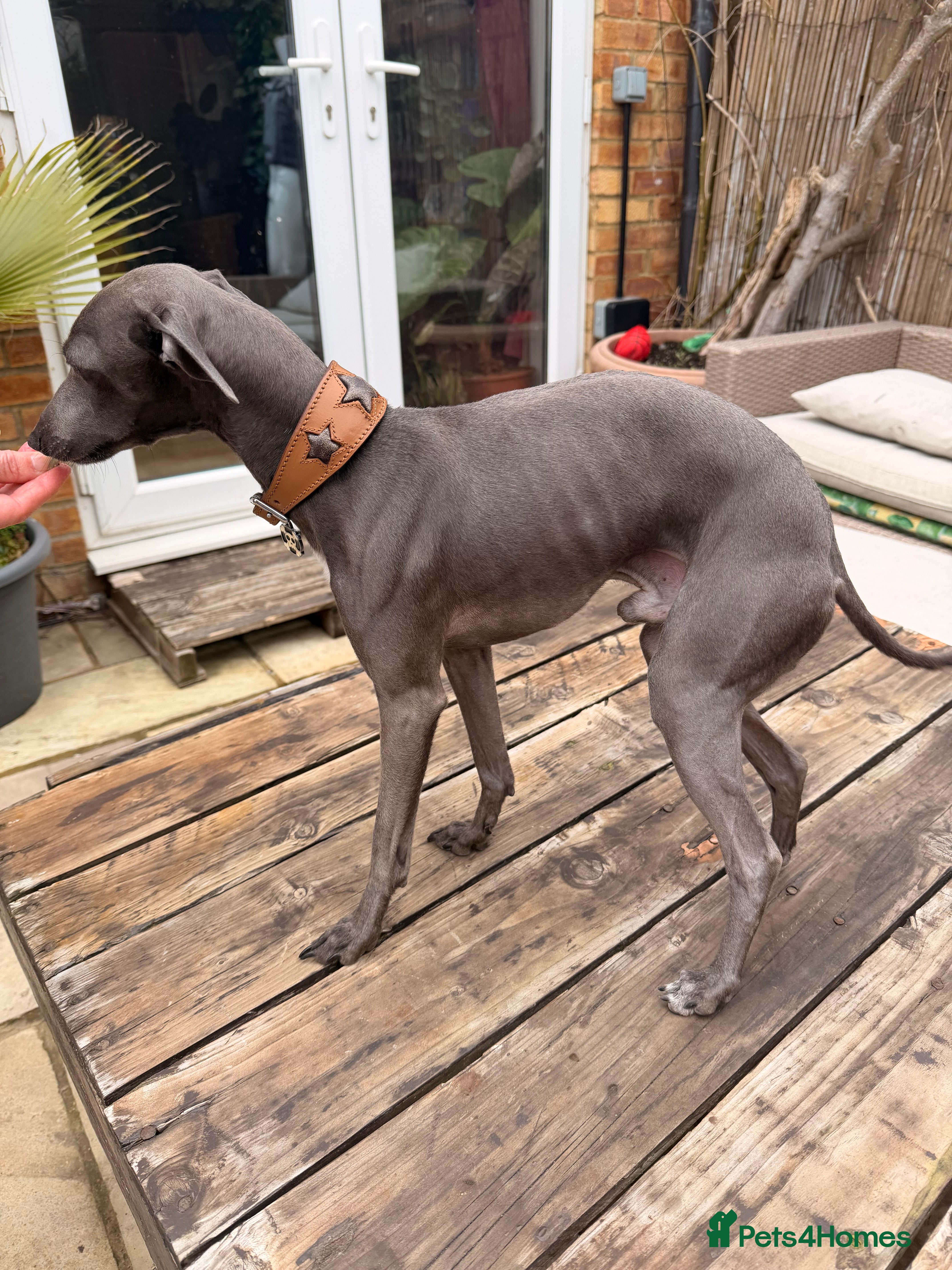 Italian Greyhound dogs Blue Italian Greyhound Available for Stud - KC Reg - Advert 2