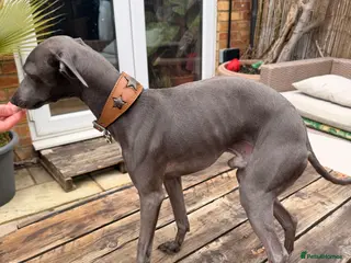 Italian Greyhound dogs Blue Italian Greyhound Available for Stud - KC Reg - Advert 2