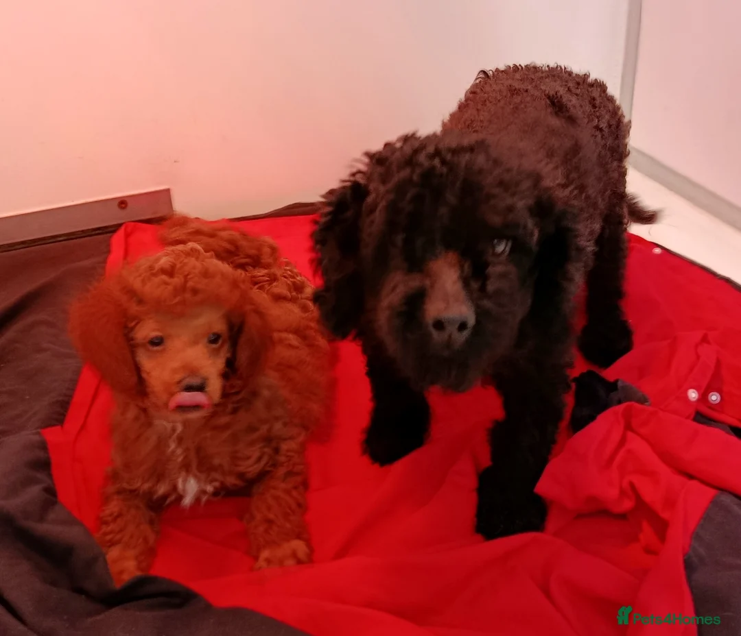 Toy Poodle dogs for sale: QUALITY MALE KC REG READY NOW - Advert 4