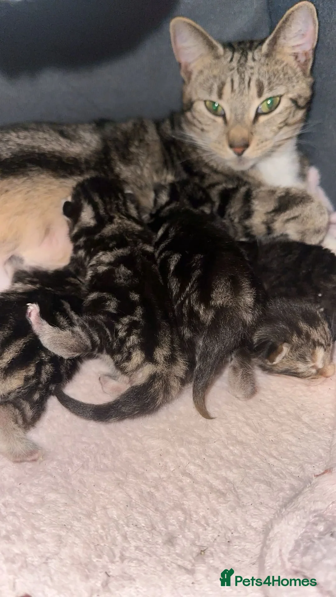 Mixed Breed cats for sale: 10 kittens for sale  - Advert 1
