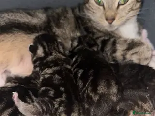 Mixed Breed cats 10 kittens for sale - Advert 1