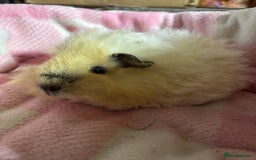 Guinea Pig rodents for sale: Alpaca sow  - Image 8