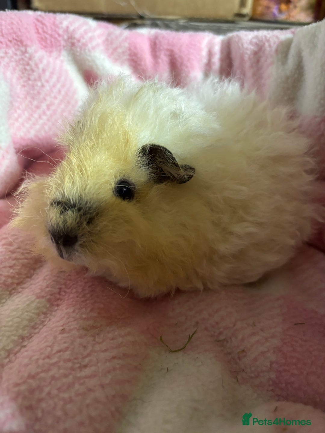 Guinea Pig rodents for sale: Alpaca sow  - Image 8