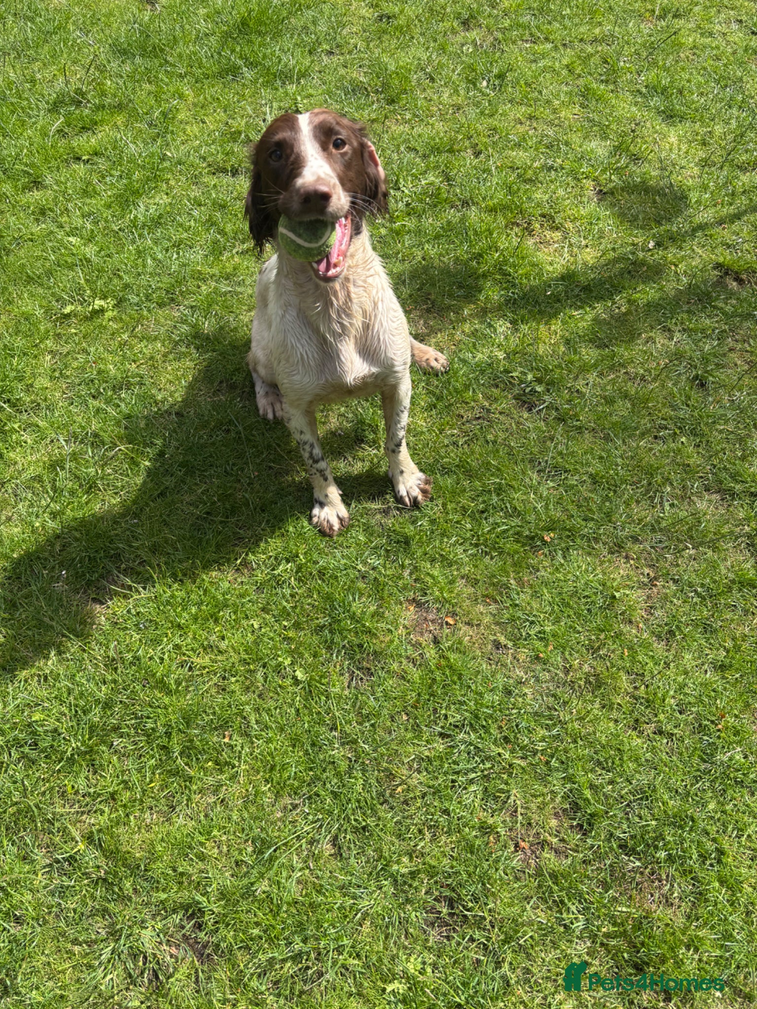 English Springer Spaniel dogs FTCH bred ESS bitch 3 years old - Advert 4