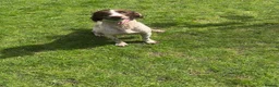 English Springer Spaniel dogs for sale: FTCH bred ESS bitch 3 years old - Advert 1