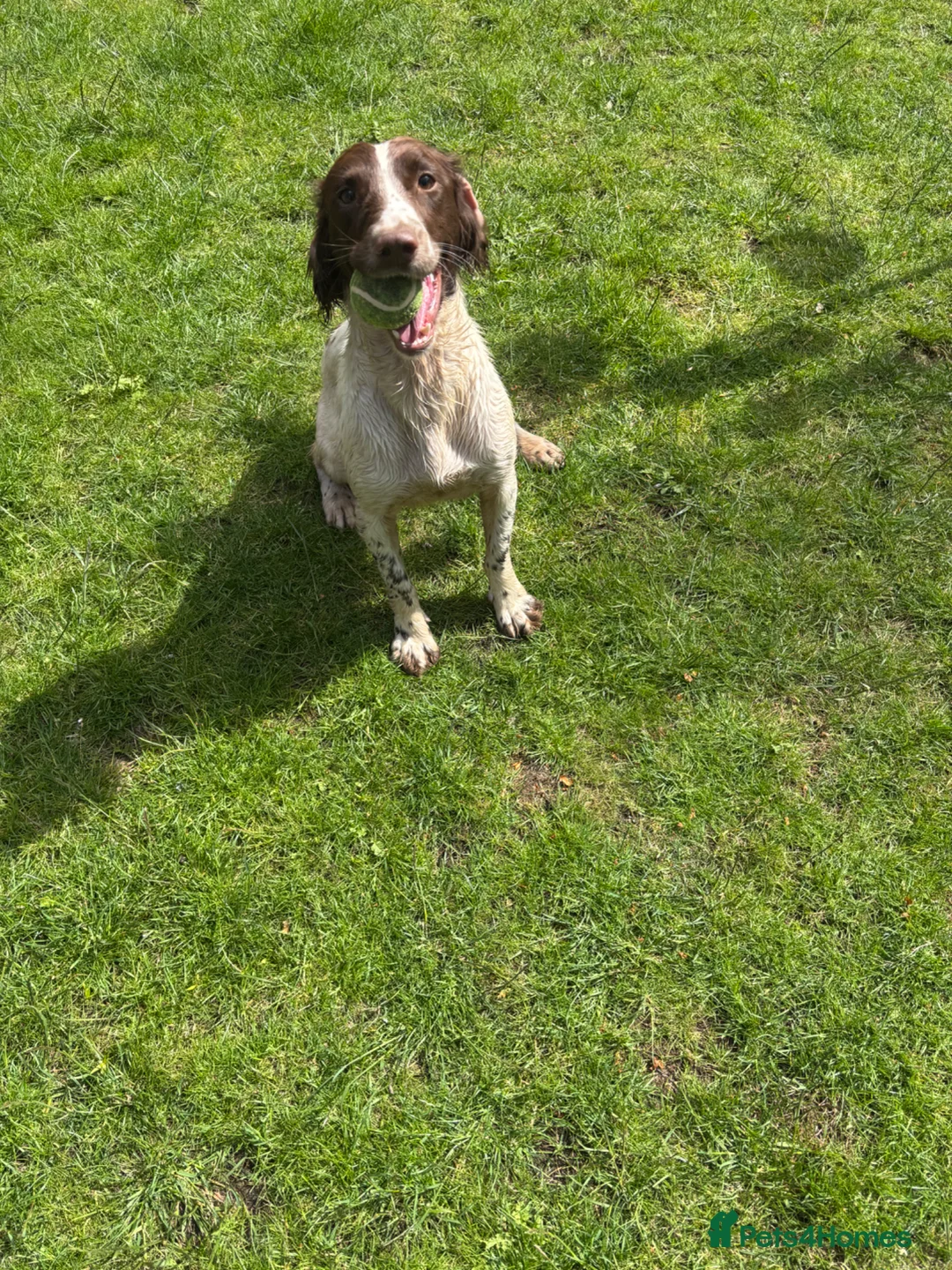 English Springer Spaniel dogs for sale: FTCH bred ESS bitch 3 years old - Advert 1
