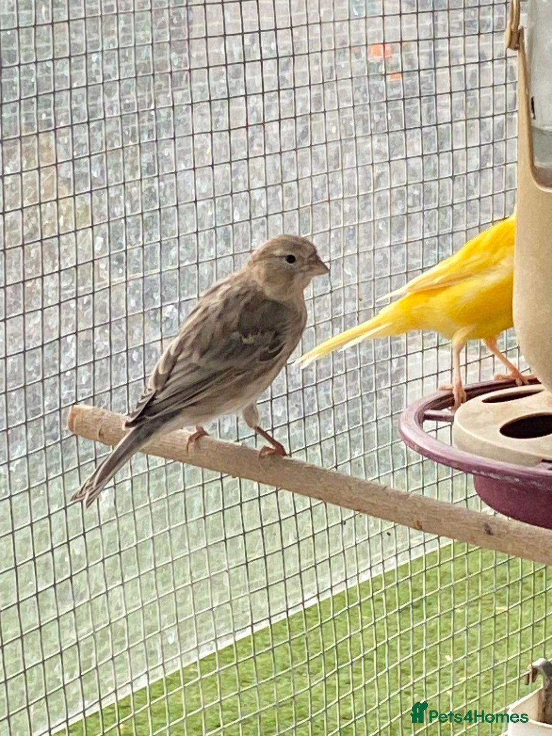 Canaries birds for sale: Canary’s - Image 3