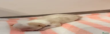 Biscuit 