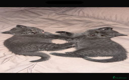 British Shorthair cats for sale: Female British shorthair kittens  - Image 7