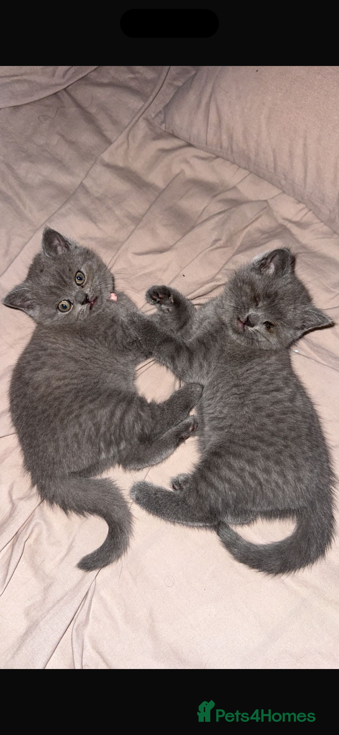 British Shorthair cats for sale: Female British shorthair kittens  - Image 7