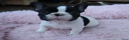 French Bulldog dogs for sale: KC reg. Crufts & International Champion breeding  in Baldock - Advert 4