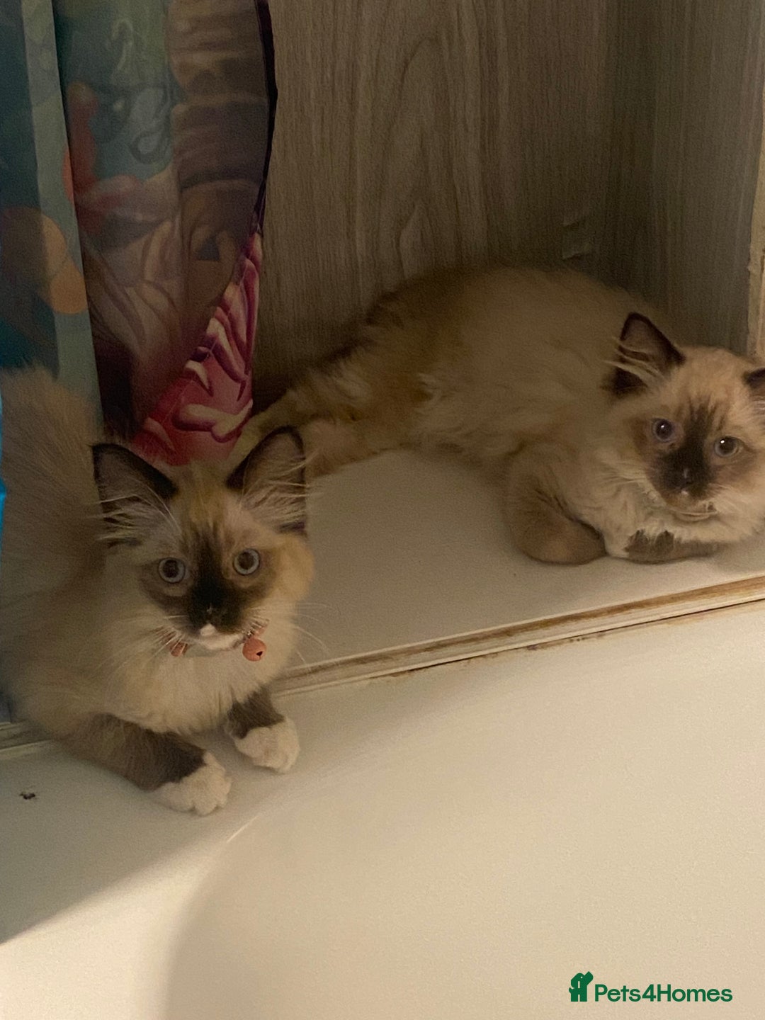 Ragdoll cats for sale: 2 beautiful rag doll kittens for sale - Advert 4
