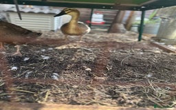 Ducks poultry for sale: 2 Indian runner sucks female  - Image 5