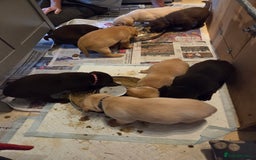 Labrador Retriever dogs for sale: 8 gorgeous chocolate/yellow girl & boy lab pups  - Image 18