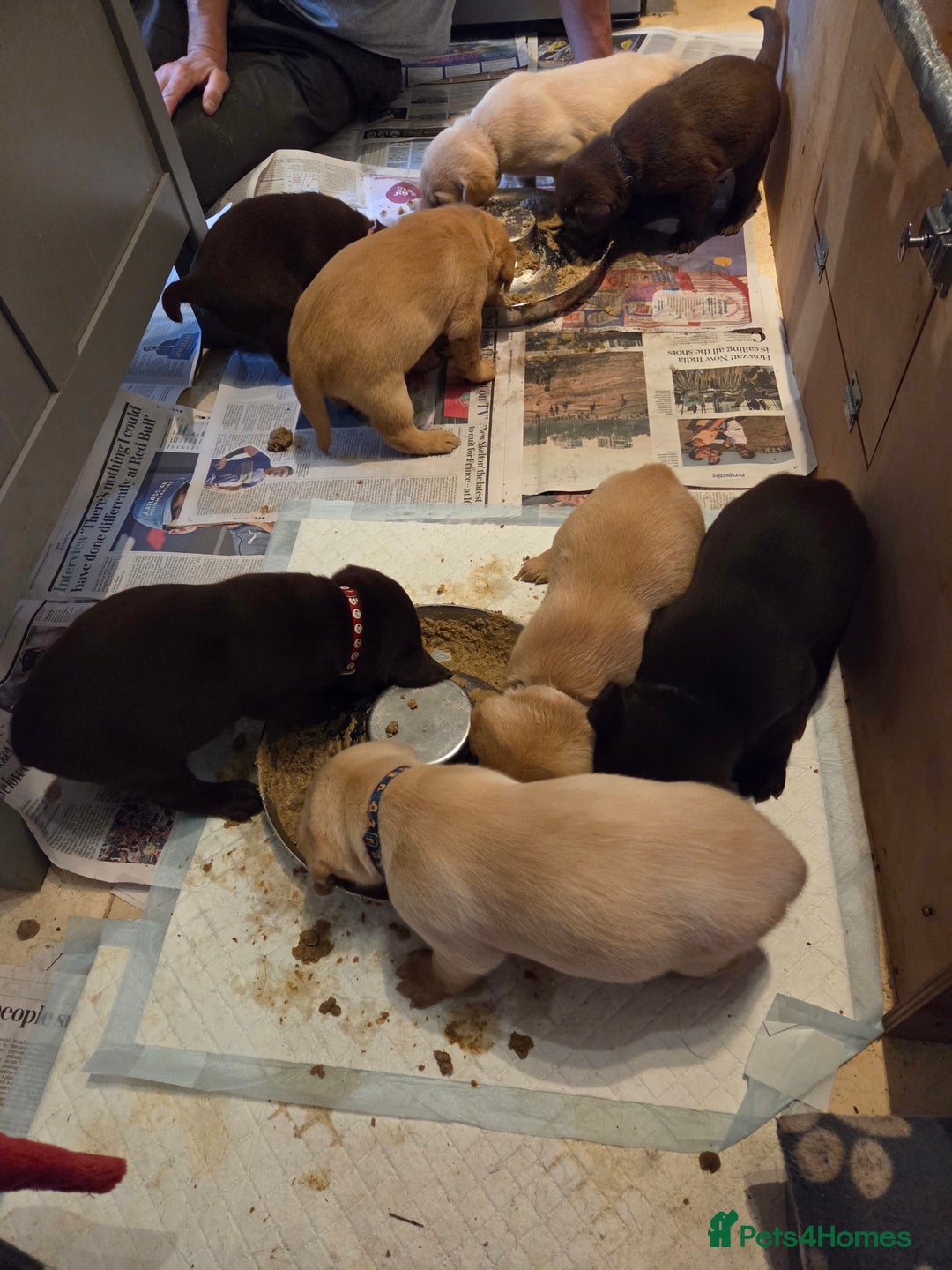 Labrador Retriever dogs for sale: 8 gorgeous chocolate/yellow girl & boy lab pups  - Image 18