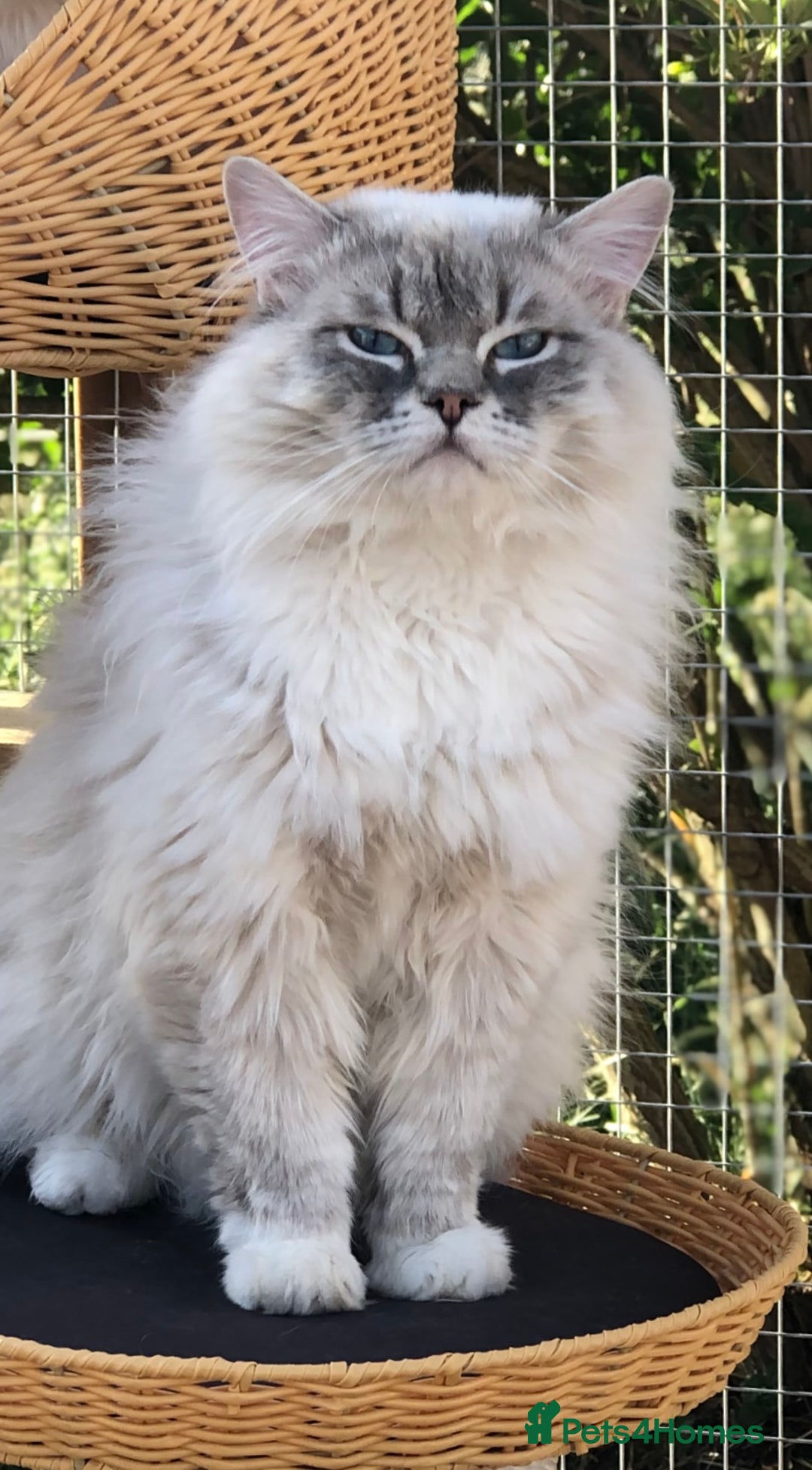 Ragdoll cats for stud: GCCF reg Active Blue Tabby stud in Doncaster - Advert 3