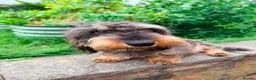 Dachshund dogs for sale: KC Registered wirehaired dachshund teckel puppies - Advert 9