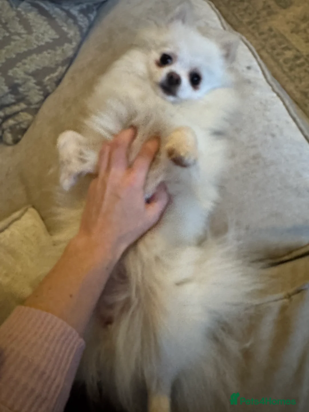 Pomeranian dogs for sale: Female  **  Pomeranian 1 yr old, Pompom in Chesterfield - Advert 4