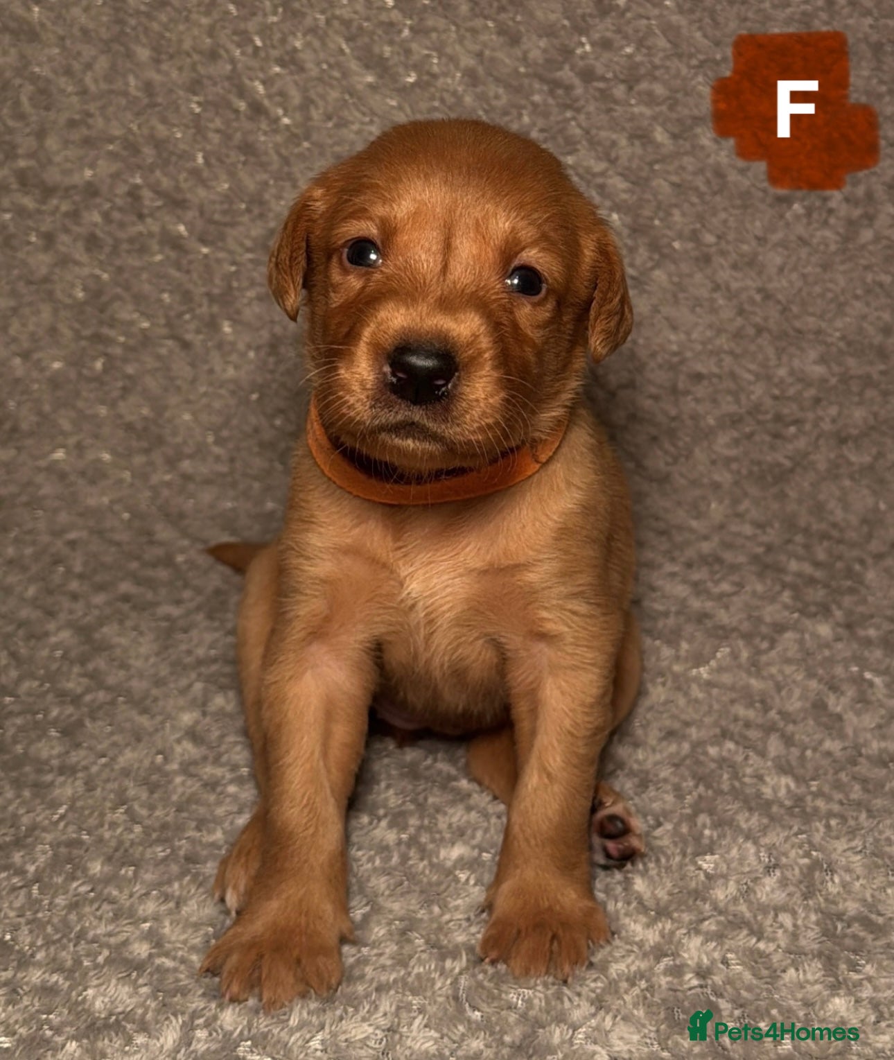 Labrador Retriever dogs Labrador Retriever Puppies - Raised in Family Home - Advert 8