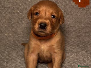 Labrador Retriever dogs Labrador Retriever Puppies - Raised in Family Home - Advert 12