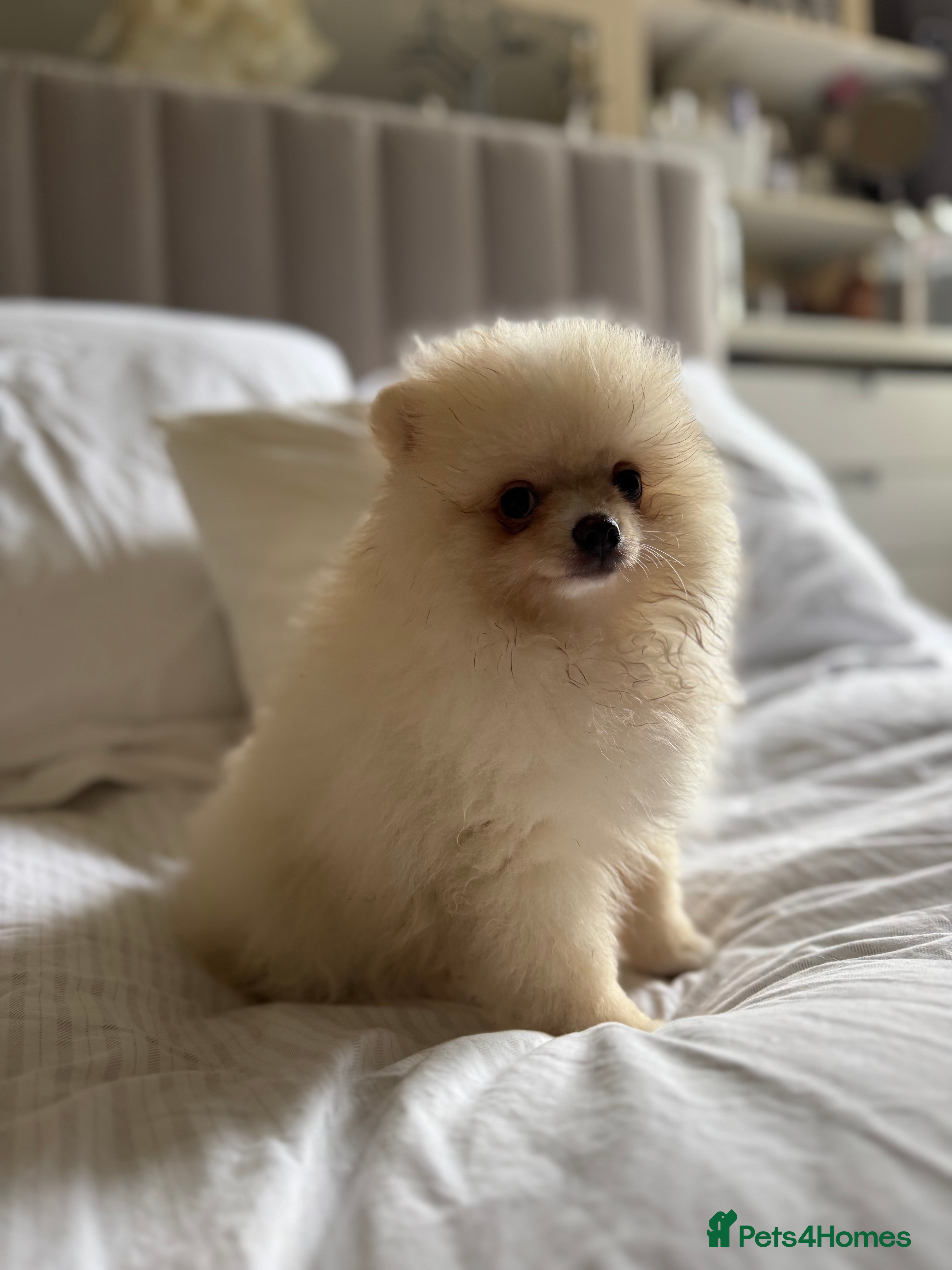 Pomeranian dogs 🐾🐶💙 Pomeranian puppy 💙🐶🐾 - Advert 14