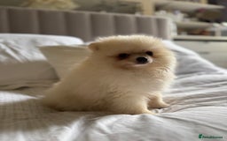 Pomeranian dogs for sale: 🐾🐶💙 Pomeranian puppy 💙🐶🐾 - Image 3