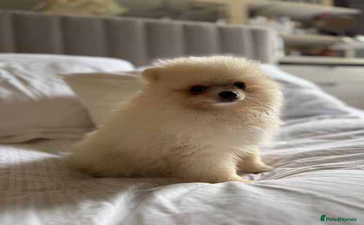 Pomeranian dogs - Advert 9