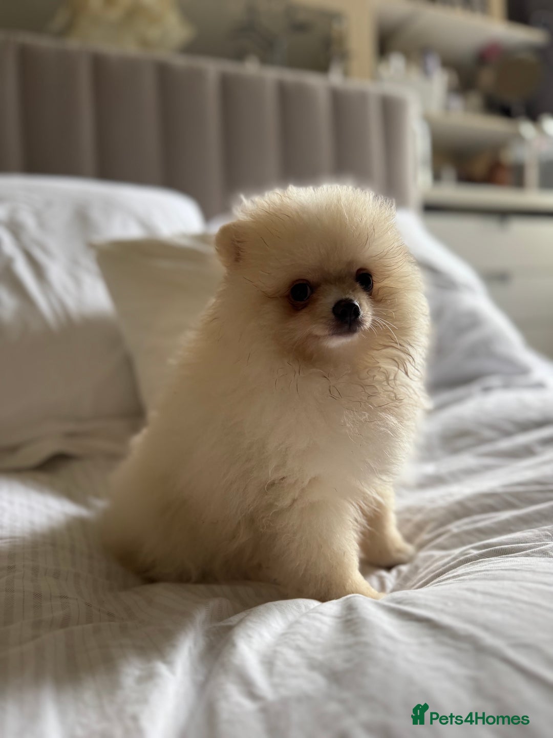 Pomeranian dogs for sale: 🐾🐶💙 Pomeranian puppy 💙🐶🐾 - Image 3