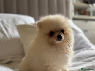 Pomeranian dogs - Advert 2