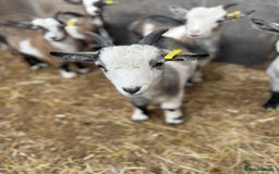 Goats livestock for sale: Hilarious friendly baby Pygmy kids for sale  - Image 13