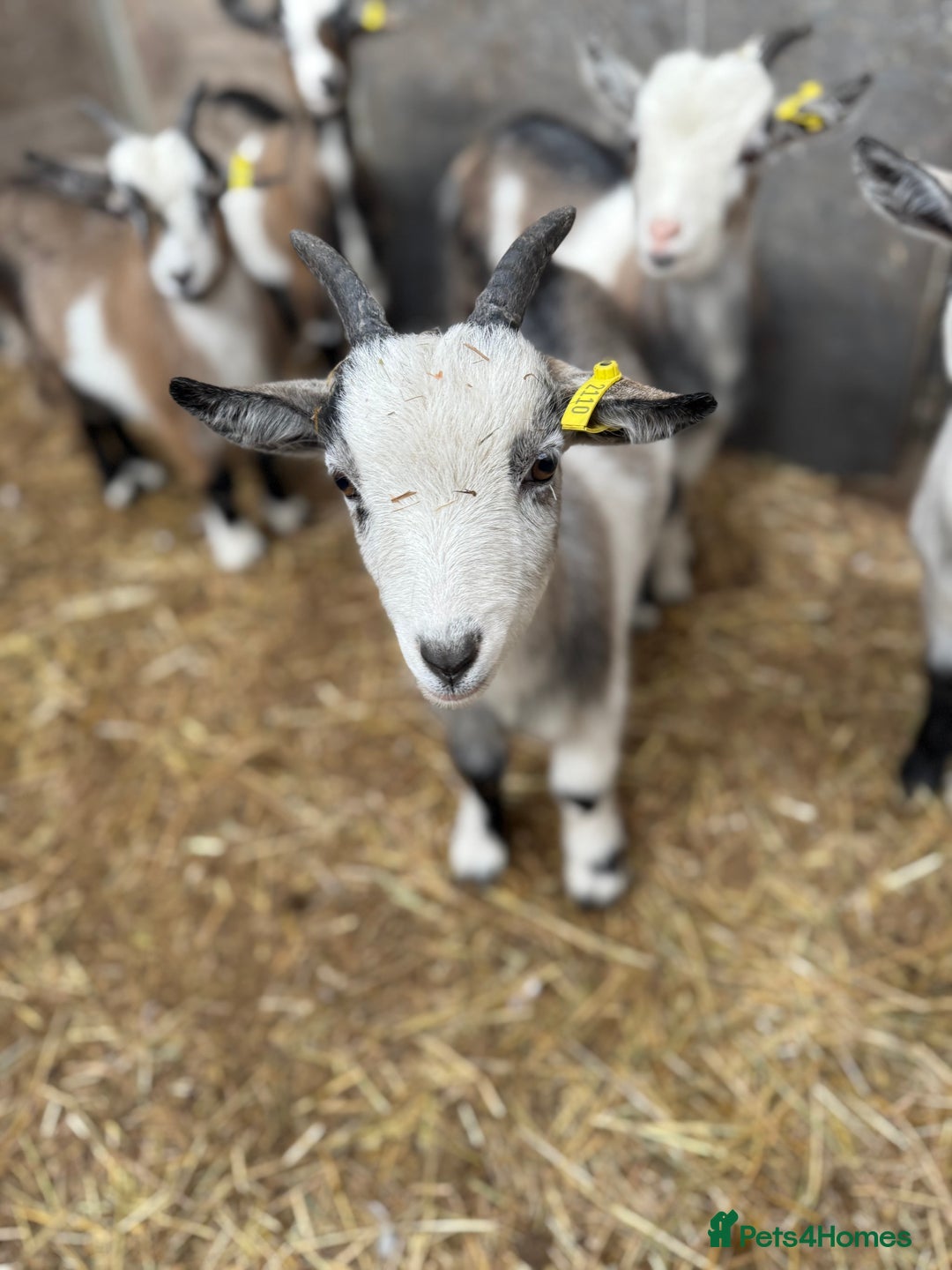 Goats livestock for sale: Hilarious friendly baby Pygmy kids for sale  - Image 13