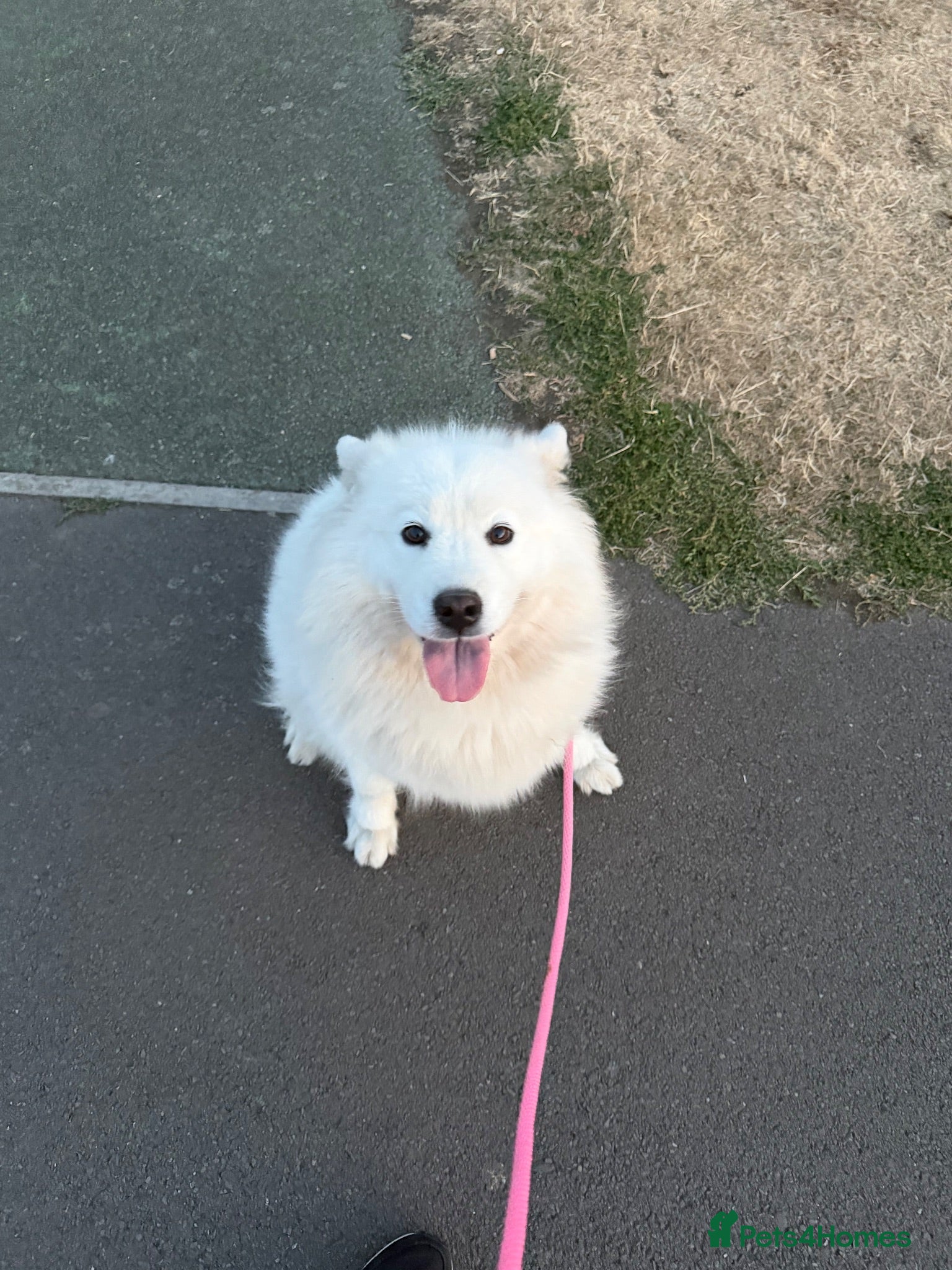 Samoyed dogs 4 year old Samoyed female  - Advert 1