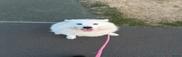 Samoyed dogs for sale: 4 year old Samoyed female  - Advert 1