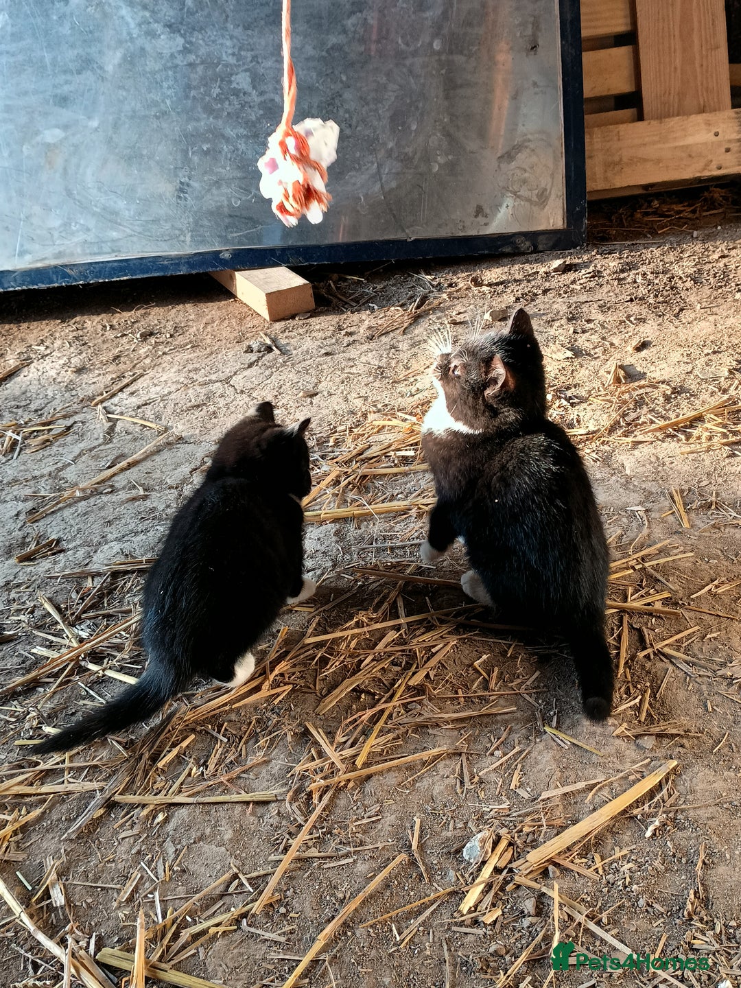 Mixed Breed cats for sale: Kittens for sale - Advert 5